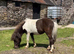 Shetland Gelding