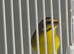 Canarys and green singing finch for sale in wast Midland