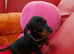Dachshunt puppys 2 boy 1 girl