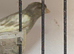 High-Quality Raza Canary Birds for Sale