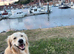 Golden Retriever for Stud