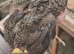 3 POL females and unsexed chicks