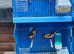 Coloured canaries