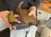 Wanted mature male Uromastyxs