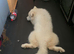 Beautiful Samoyed