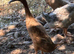 2 female runner ducks