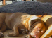 KC Dogue de Bordeaux girl looking for loving home