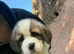 8 gorgeous healthy pups