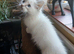 Beautiful brother and sister Ragdoll kittens