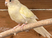 3 Kakarikis for sale, Redditch