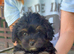 Beautiful yorkiepoo puppies