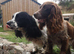 Cocker spaniel