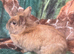 Lionhead rabit for rehome