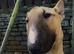 Kc Reg Fawn & White Bull Terrier