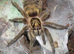 Tarantulas for Sale