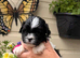 Lhasa apso puppies for sale