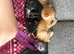 Ginger kitten