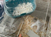 Baby hamster and cage