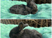 4 buck pure bred angoras