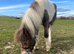 shetland for sale