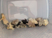 Unsexed button quail chicks