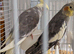 2 cockatiels with cage