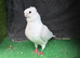German owls breeder male