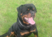 Rottweiler Male Dog
