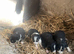 Farm collie pups