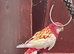 hen rubina wanted