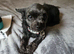 5yr old female yorkiepoo