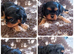 Cavalier King Charles Male Puppies