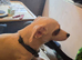 10 month old male for sale