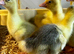 Sebastopol Goslings - Ready now