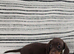 Ready Beautiful PRA clear mini smooth dachshund puppies
