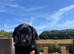 Kennel club Labradors