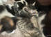 Kitten’s