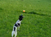 Cocker spaniel