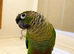 Baby tamed Green counure talking parrot