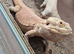 1 year old male bearded dragon