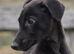 WELL BRED BITCH PUPPY LINEAGE OUTSTANDING POTENTIAL