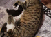 3 young cats to rehome