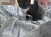 9 week old kitten