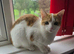 3 female cats for sale