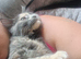Tortie maine coon girl