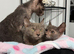 Lykoi kittens