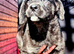 Cane Corso x Caucasian Shepherd