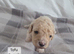 6 beautiful cavachon X cockapoo puppies