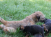 KC Registered Border Terrier Puppies