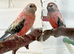 Beautiful pair of Rosa bourkes parakeets